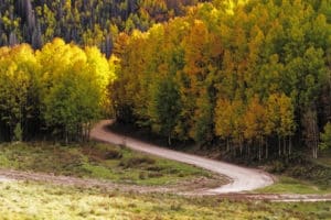 Winding road that disappears through a forest of trees in autumn hues