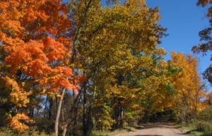 Trees alongside a dirt road in autumn shades against a brilliant blue sky 