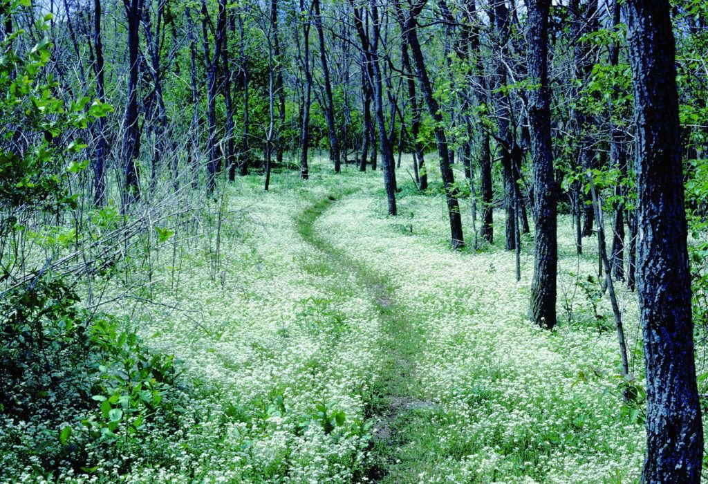 a forest of trees with a well trodden path in the middle of bright green grass