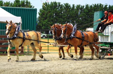 Two men on a cart being pulled by three brown ponies